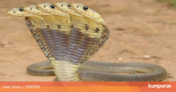 Musim Bertelur Tiba Pahami 5 Cara Mengusir Ular Berikut Ini