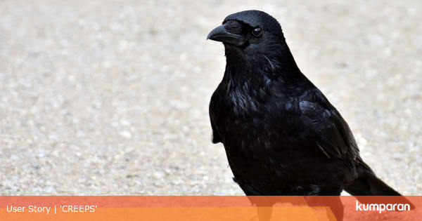 6 Hewan Penanda Adanya Makhluk Halus Pada Suatu Tempat Kumparan Com