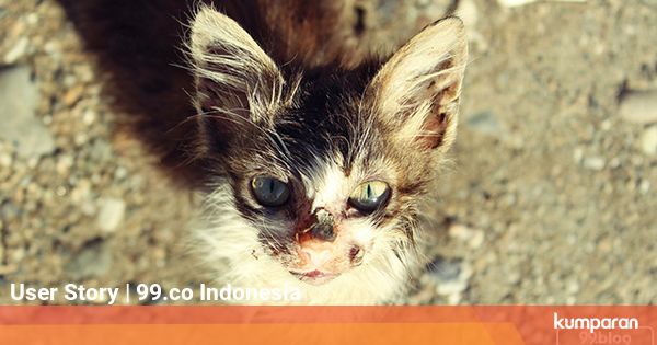 5 Cara Mengusir Kucing Kampung Yang Ampuh Tak Harus Menyakiti Kumparan Com