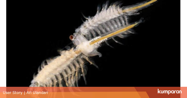 Sea-Monkeys: Hewan Peliharaan Instan Ciptaan Ilmuwan New ...