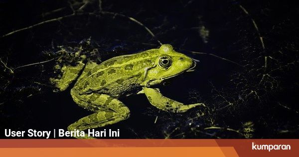 Jelaskan Daur Hidup Katak Mulai Dari Telur Hingga Dewasa Kumparan Com