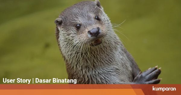 Tak Disangka, Ternyata Berang-berang Makan Bulu Babi ...