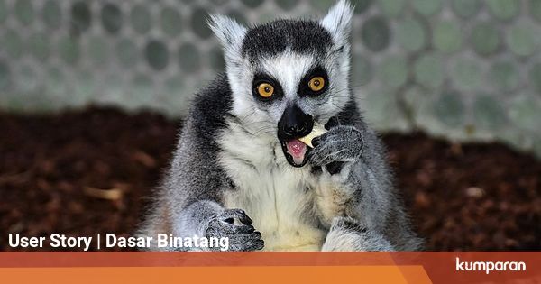 Perlindungan Primata Harus Dilakukan Secara Efektif untuk Perlindungan Primata Harus Dilakukan Secara Efektif untuk