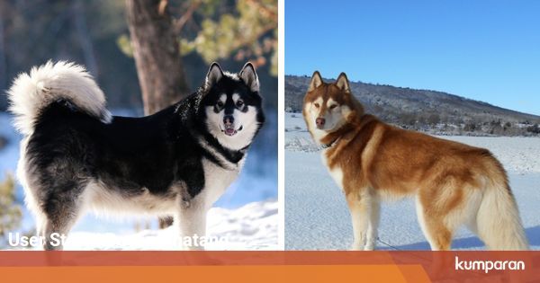 Terlihat Mirip, Begini Perbedaan Alaskan Malamute dan ...