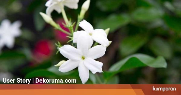 6 Rekomendasi Tanaman Tropis Yang Cocok Untuk Hunian Asri Di Indonesia Kumparan Com
