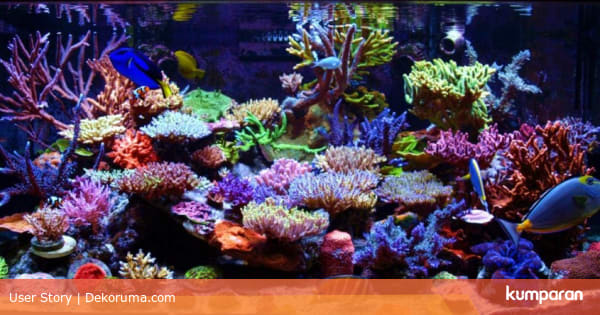 Ingin Memiliki Akuarium Air Laut Pahami Dulu 7 Hal Berikut
