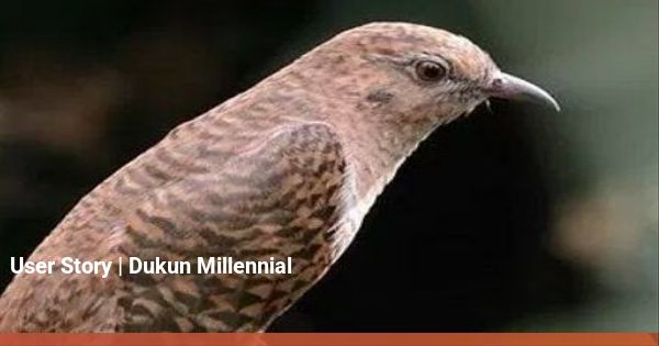 Nyanyian Burung Kedasih Pertanda Kematian, Benarkah? - kumparan.com - kumparan.com