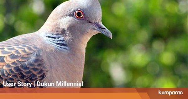 Mitos Gaib Tentang Burung Perkutut - kumparan.com - kumparan.com