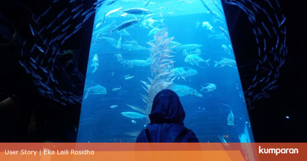 Harga Tiket Masuk Jakarta Aquarium Neo Soho - kumparan.com