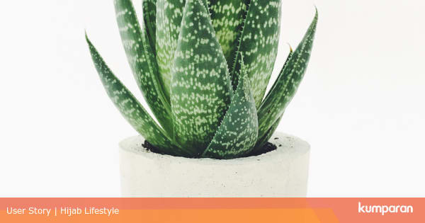 10 Tanaman Hias Indoor yang Cocok untuk Rumah Minimalis ...