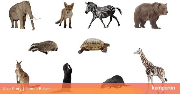 43 Gambar Hewan Dan Nama Nya Dalam Bahasa Inggris Gratis Terbaik
