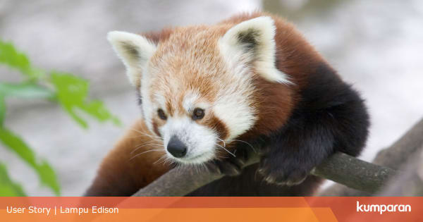 Panda Merah Hewan Lucu Nan Ganas Kumparan Com
