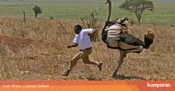 Tendangan Burung Unta Kumparan Com