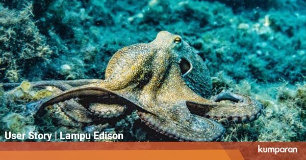 Gurita Hewan dengan Tiga Jantung kumparan com Gurita Hewan dengan Tiga Jantung kumparan com