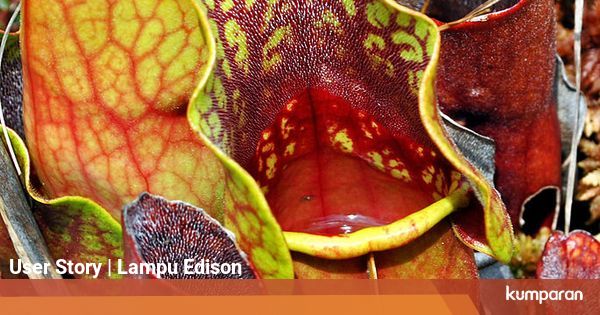 Berkenalan dengan Tumbuhan Karnivora yang Mampu Melahap ...