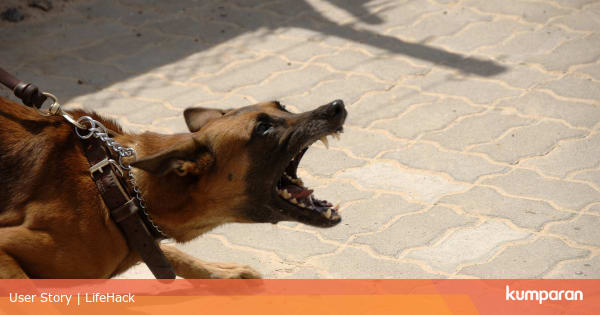 5 Hal Yang Harus Kamu Lakukan Saat Bertemu Anjing Galak Kumparan Com