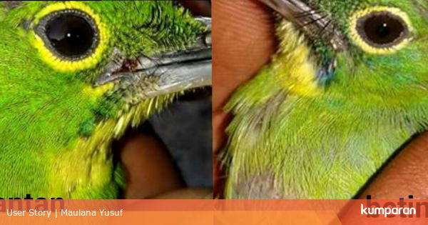 Cara Membedakan Burung  Cucak  Ijo  kumparan com