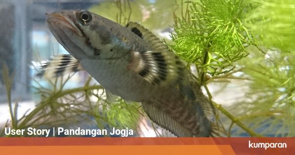 Di Jogja Jadi Ikan Mahal, di Kalbar Channa Maru Jadi ...