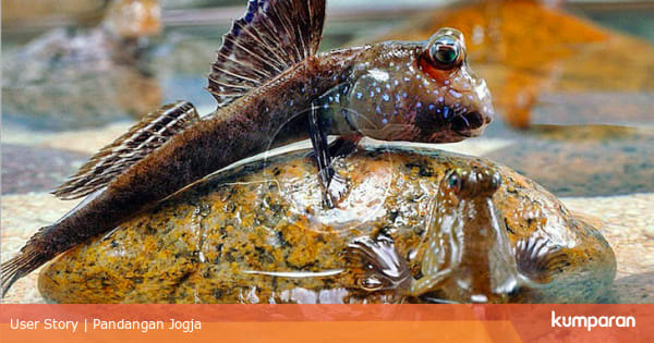 Mengenal Gelodok Ikan Yang Hobi Jalan Jalan Di Darat Ketimbang Berenang Kumparan Com Artikel selanjutnya asam asetil salisilat. jalan jalan di darat ketimbang berenang