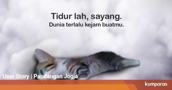 Video Viral 3 Wanita Menginjak Kucing hingga Tewas Memicu ...