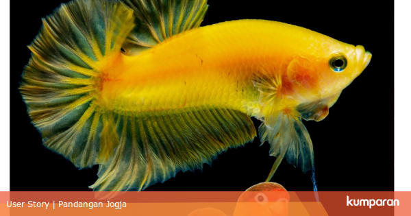 Saat Penggemar Lovebird Beralih Budidaya Ikan Cupang Kumparan Com