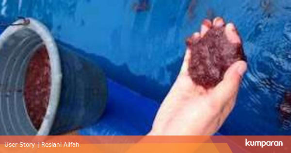 Ternak Cacing Sutera Tanpa Lumpur Cara Modern Budidaya Cacing