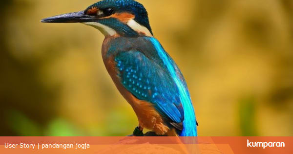 Komunitas Pengamat Burung Siap Luncurkan Atlas Burung Indonesia