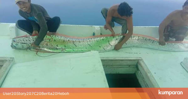Heboh Penemuan Ikan Oarfish di Pulau Selayar Tanda Akan Heboh Penemuan Ikan Oarfish di Pulau Selayar Tanda Akan