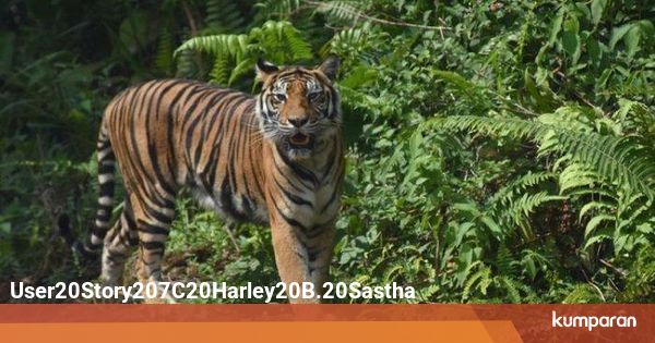 2 Hari Terjadi 2 Serangan Harimau Di Sumatera Selatan Satu 2 Hari Terjadi 2 Serangan Harimau Di Sumatera Selatan Satu