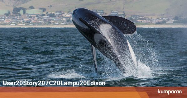 Kebiasaan Tidur Aneh Hewan hewan Liar 2 kumparan com