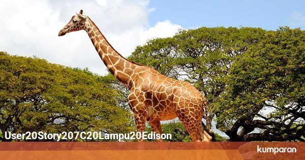 Kebiasaan Tidur Aneh Hewan Hewan Liar 1 kumparan com