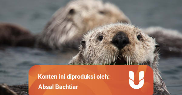 Meski Kotor, Gigi Berang-Berang Laut Sangat Berguna bagi ...