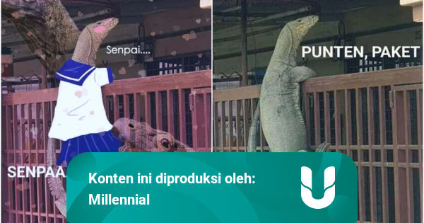Mengapa Foto Biawak Panjat Pagar Jadi Viral dan Berakhir Jadi Meme? - kumparan.com