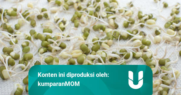 Bukan Pakai Tanah Atau Kapas Ini 4 Langkah Tanam Taoge Di Kain Bekas Kumparan Com