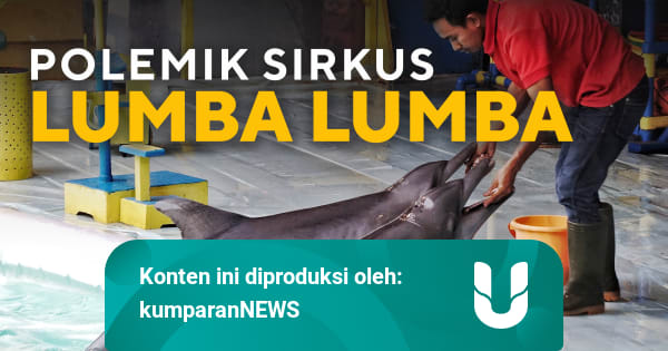Bagaimana Konservasi Yang Baik Untuk Lumba Lumba Kumparan Com