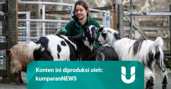 Foto: Melihat Aktivitas di Kebun Binatang di London yang Tutup karena COVID-19 - kumparan.com