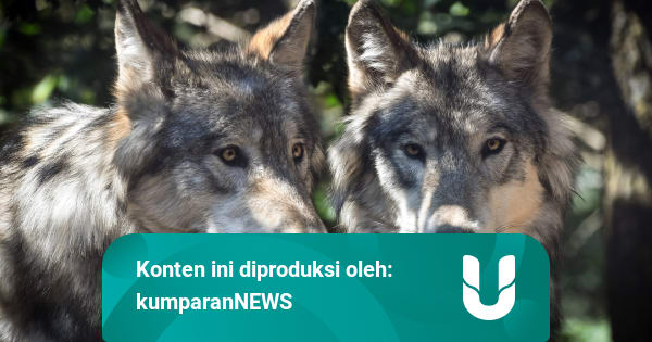 Gerombolan Serigala Datangi Taman Di Israel Yang Sepi Saat Pandemi Corona Kumparan Com