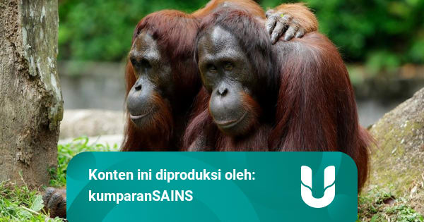 Pertama Kali, 4 Orang Utan di Kebun Binatang Ini Disuntik ...