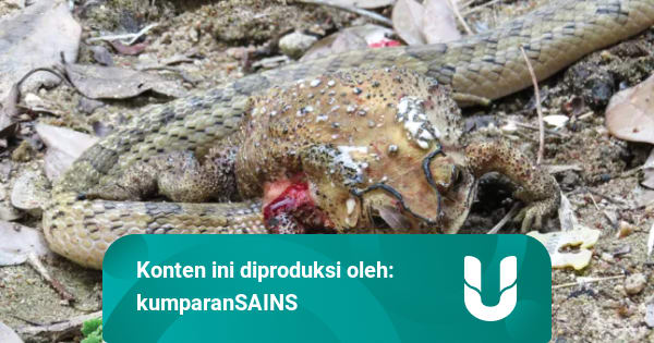 Togel Ular Makan Kodok
, Ular Ini Punya Cara Makan Aneh Koyak Tubuh Kodok Santap Organ Satu Per Satu Kumparan Com