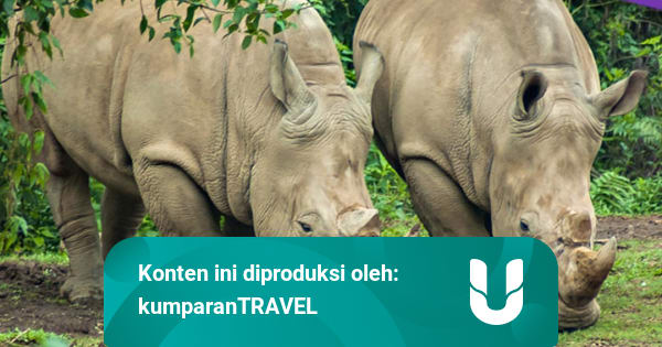 Taman Nasional Ujung Kulon, Surga Alam di Provinsi Banten ...