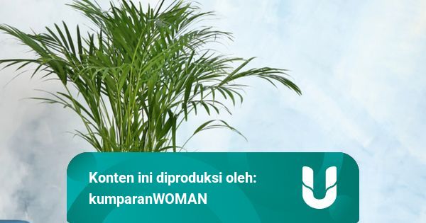 5 Tanaman Hias Yang Bisa Menjaga Kesehatan Tubuh Mental Di Tengah Wabah Corona Kumparan Com
