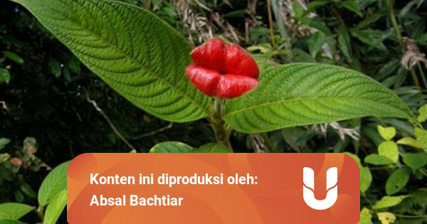 Psychotria Elata Si Bunga Bibir Merah Merona Kumparan Com