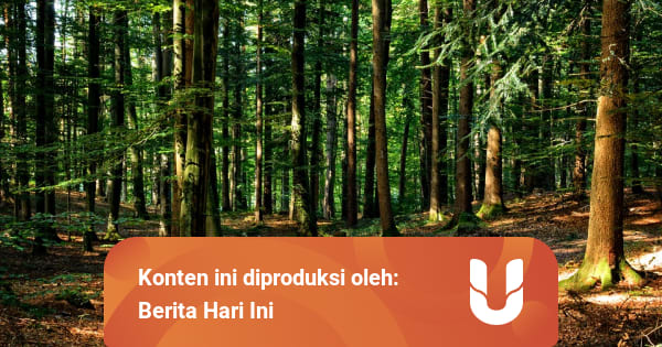 Cara Mengatasi Penebangan Liar Hutan yang Kian Masif ...