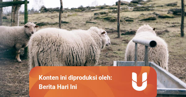 Macam Macam Serat Dari Hewan Dan Pemanfaatannya Kumparan Com