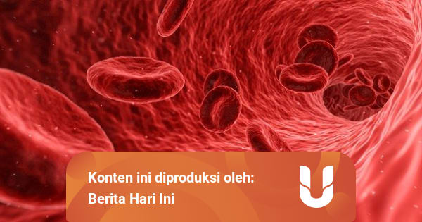 Sistem Peredaran Darah Besar Dan Kecil Pada Manusia Kumparan Com Sistem Peredaran Darah Besar Dan Kecil Pada Manusia Kumparan Com