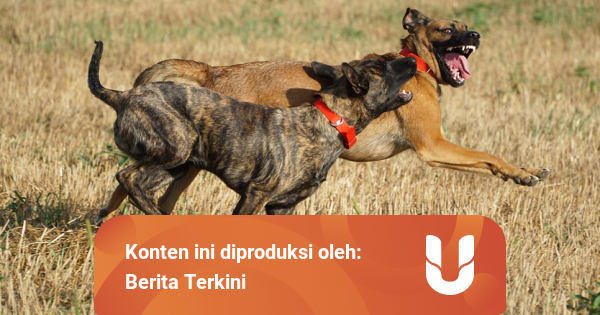 Berbagai Tafsiran Arti Mimpi Digigit Anjing - kumparan.com