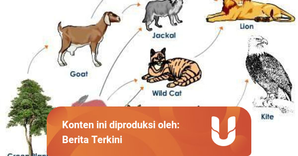 Rantai Makanan Di Hutan Penjelasan Dan Contohnya Kumparan Com