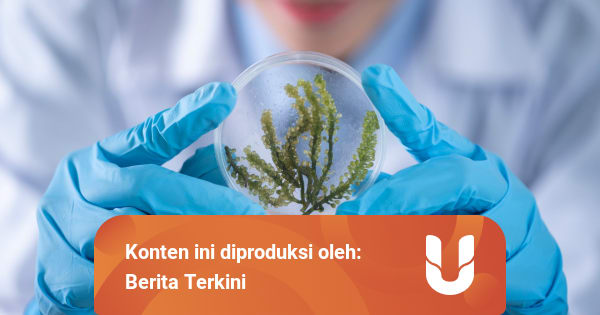 Contoh Rumusan Masalah Biologi Dan Hipotesisnya Kumparan Com