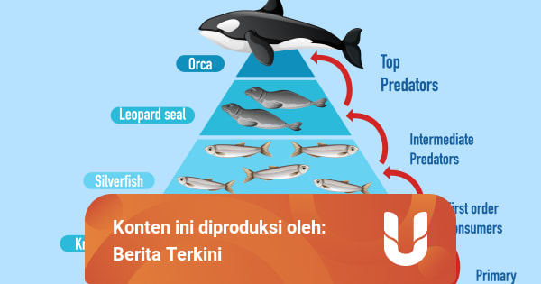 Rantai Makanan Fitoplankton Zooplankton Udang Cumi Cumi Ikan Besar Dan
Burung Camar