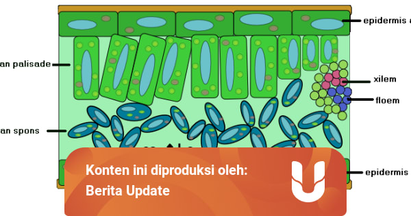 Jaringan Parenkim Pengertian Dan Fungsinya Kumparan Com